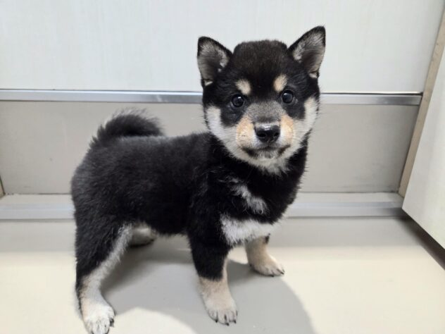 徳島県の豆柴 (アミーゴ徳島沖浜店/2025年11月15日生まれ/男の子/黒)の子犬の2枚目の画像