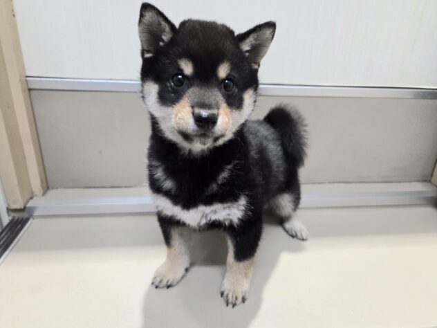 徳島県の豆柴 (アミーゴ徳島沖浜店/2025年11月15日生まれ/男の子/黒)の子犬の3枚目の画像