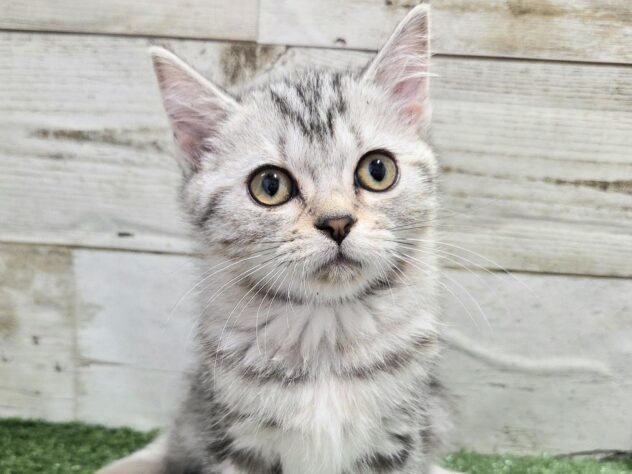 徳島県のアメリカンショートヘアー (アミーゴ徳島沖浜店/2025年11月18日生まれ/女の子/シルバータビー)の子猫の2枚目の画像