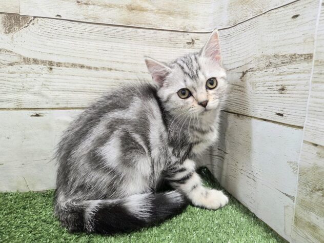 徳島県のアメリカンショートヘアー (アミーゴ徳島沖浜店/2025年11月18日生まれ/女の子/シルバータビー)の子猫の3枚目の画像