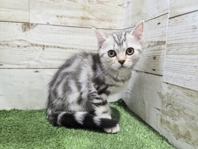 徳島県のアメリカンショートヘアー (アミーゴ徳島沖浜店/2025年11月18日生まれ/女の子/シルバータビー)の子猫の1枚目の画像