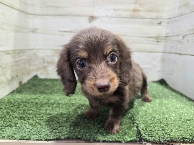 徳島県のミニチュアダックスフンド(ロング) (アミーゴ徳島沖浜店/2025年12月15日生まれ/男の子/チョコレートタン)の子犬の1枚目の画像