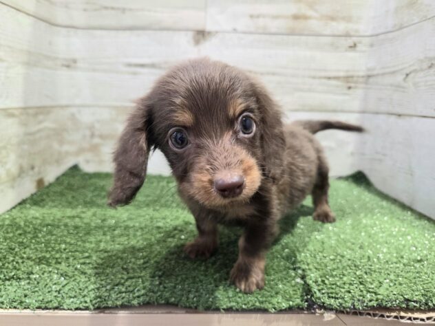 徳島県のミニチュアダックスフンド(ロング) (アミーゴ徳島沖浜店/2025年12月15日生まれ/男の子/チョコレートタン)の子犬の3枚目の画像