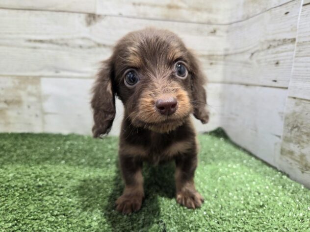 徳島県のミニチュアダックスフンド(ロング) (アミーゴ徳島沖浜店/2025年12月15日生まれ/男の子/チョコレートタン)の子犬の2枚目の画像