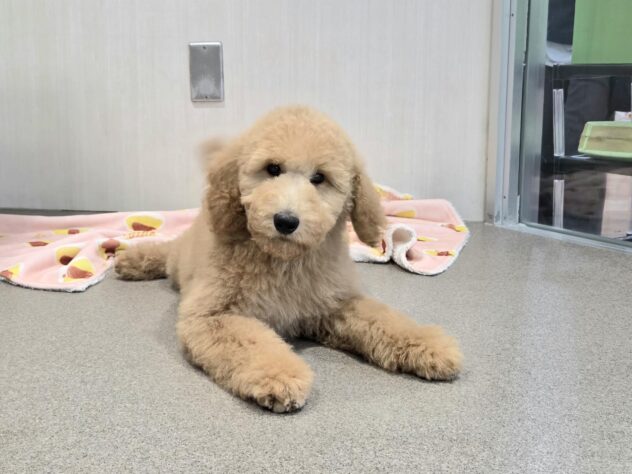 徳島県のスタンダードプードル (アミーゴ徳島沖浜店/2025年11月17日生まれ/女の子/アプリコット)の子犬の4枚目の画像