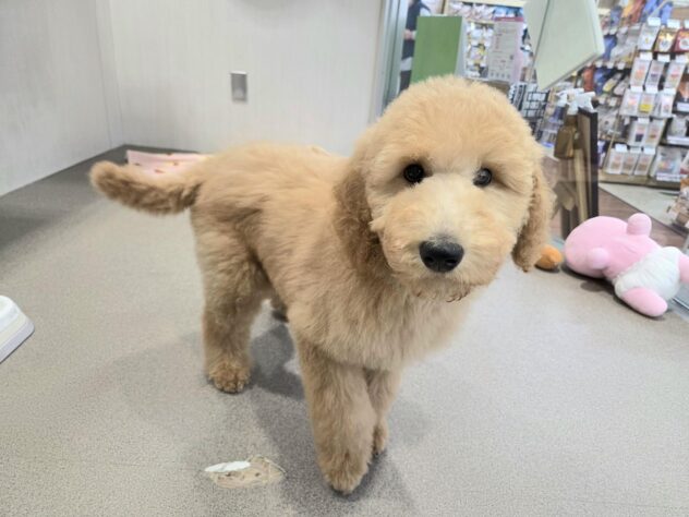 徳島県のスタンダードプードル (アミーゴ徳島沖浜店/2025年11月17日生まれ/女の子/アプリコット)の子犬の2枚目の画像