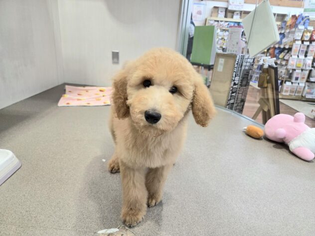 徳島県のスタンダードプードル (アミーゴ徳島沖浜店/2025年11月17日生まれ/女の子/アプリコット)の子犬の1枚目の画像