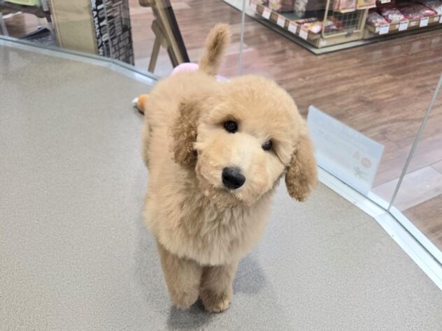 徳島県のスタンダードプードル (アミーゴ徳島沖浜店/2025年11月17日生まれ/女の子/アプリコット)の子犬の3枚目の画像