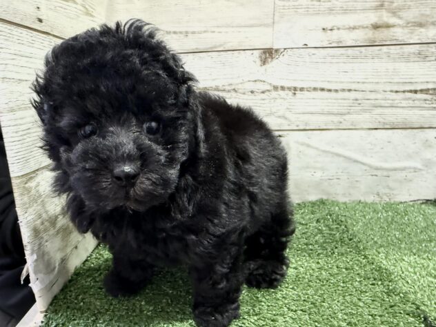 徳島県のトイプードル(トイ) (アミーゴ徳島沖浜店/2025年12月20日生まれ/男の子/ブラック)の子犬の2枚目の画像