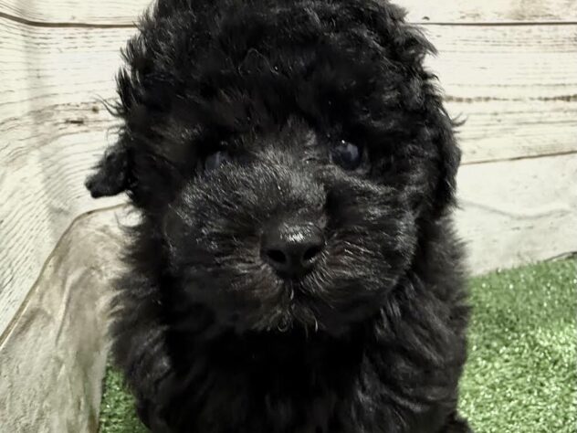 徳島県のトイプードル(トイ) (アミーゴ徳島沖浜店/2025年12月20日生まれ/男の子/ブラック)の子犬の3枚目の画像