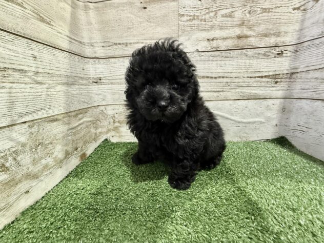 徳島県のトイプードル(トイ) (アミーゴ徳島沖浜店/2025年12月20日生まれ/男の子/ブラック)の子犬の1枚目の画像