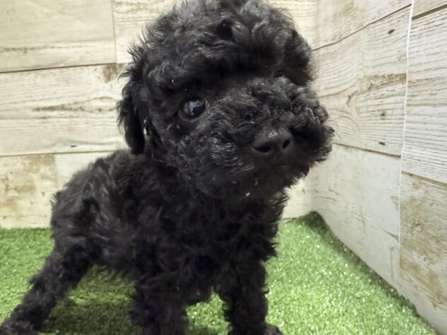 徳島県のトイプードル(トイ) (アミーゴ徳島沖浜店/2025年12月22日生まれ/男の子/ブラック)の子犬の3枚目の画像