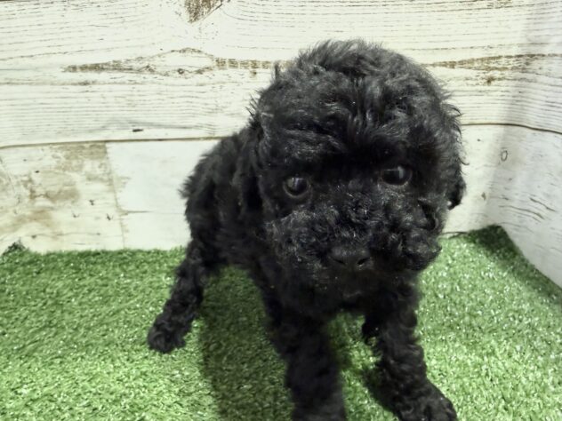 徳島県のトイプードル(トイ) (アミーゴ徳島沖浜店/2025年12月22日生まれ/男の子/ブラック)の子犬の2枚目の画像