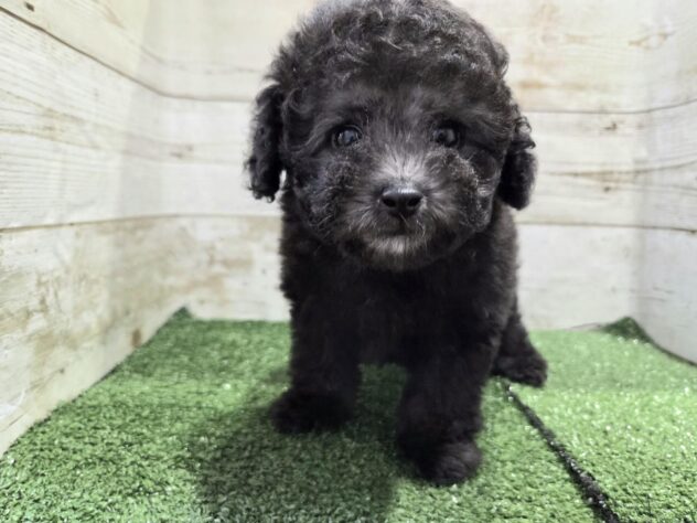 徳島県のトイプードル(トイ) (アミーゴ徳島沖浜店/2025年12月28日生まれ/女の子/シルバー)の子犬の3枚目の画像