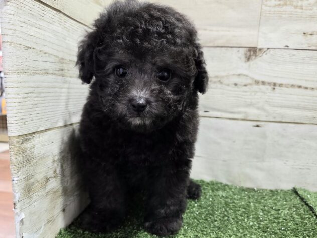 徳島県のトイプードル(トイ) (アミーゴ徳島沖浜店/2025年12月28日生まれ/女の子/シルバー)の子犬の2枚目の画像