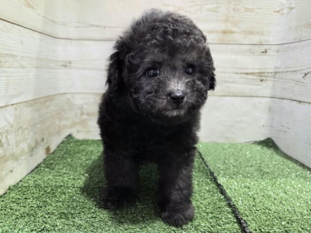 徳島県のトイプードル(トイ) (アミーゴ徳島沖浜店/2025年12月28日生まれ/女の子/シルバー)の子犬の4枚目の画像