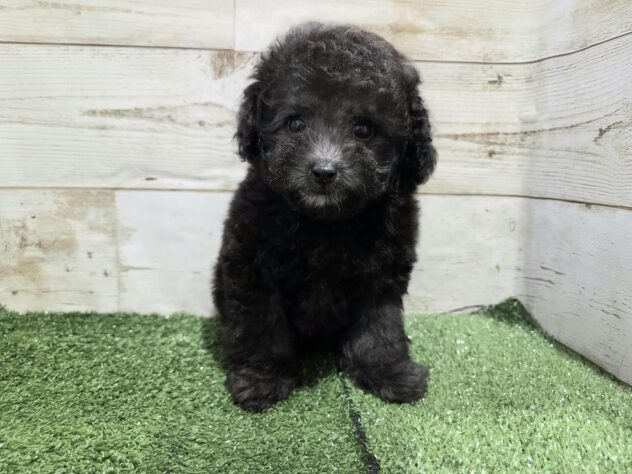 徳島県のトイプードル(トイ) (アミーゴ徳島沖浜店/2025年12月28日生まれ/女の子/シルバー)の子犬の1枚目の画像