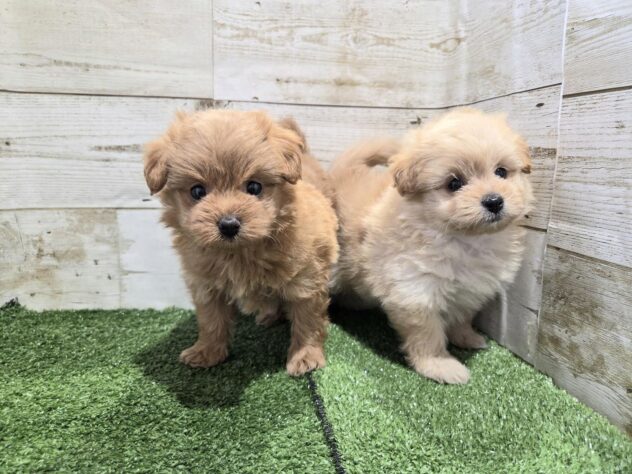 徳島県のハーフ犬・ミックス犬 (アミーゴ徳島沖浜店/2025年12月26日生まれ/女の子/アプリコット)の子犬の4枚目の画像