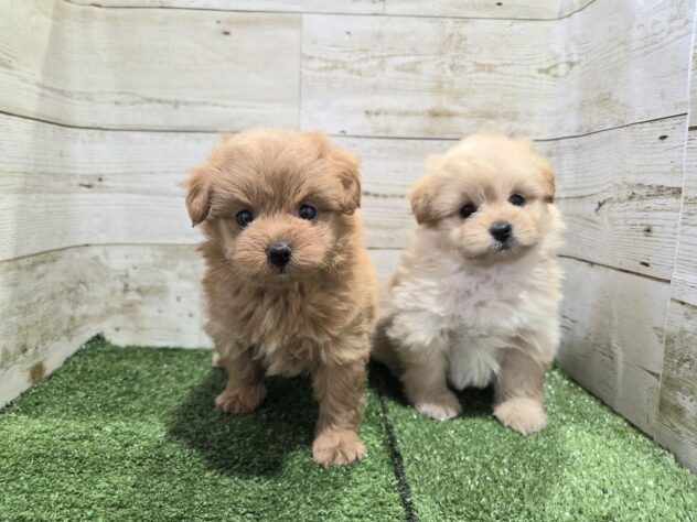 徳島県のハーフ犬・ミックス犬 (アミーゴ徳島沖浜店/2025年12月26日生まれ/女の子/クリーム)の子犬の4枚目の画像