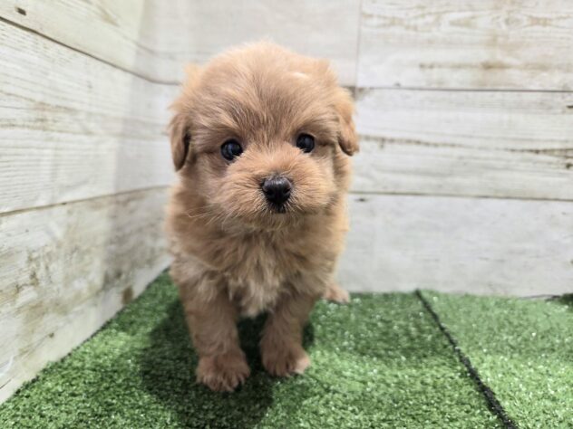 徳島県のハーフ犬・ミックス犬 (アミーゴ徳島沖浜店/2025年12月26日生まれ/女の子/アプリコット)の子犬の1枚目の画像