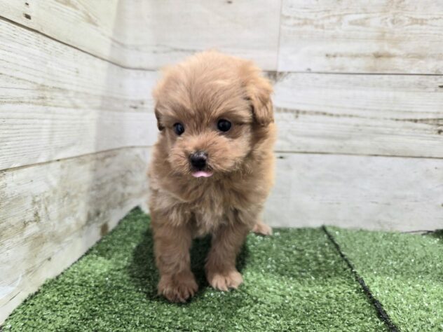 徳島県のハーフ犬・ミックス犬 (アミーゴ徳島沖浜店/2025年12月26日生まれ/女の子/アプリコット)の子犬の3枚目の画像