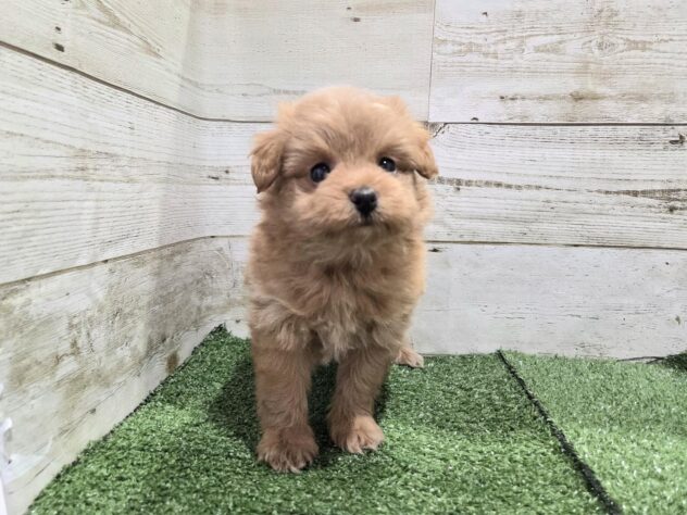 徳島県のハーフ犬・ミックス犬 (アミーゴ徳島沖浜店/2025年12月26日生まれ/女の子/アプリコット)の子犬の2枚目の画像