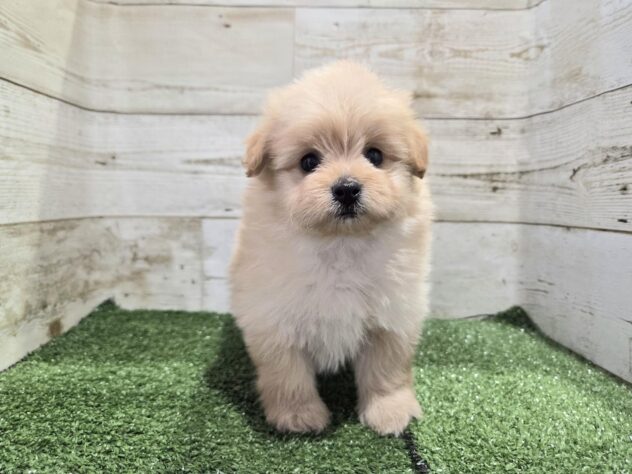 徳島県のハーフ犬・ミックス犬 (アミーゴ徳島沖浜店/2025年12月26日生まれ/女の子/クリーム)の子犬の1枚目の画像