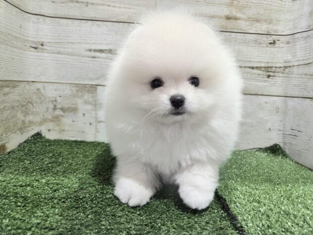 徳島県のポメラニアン (アミーゴ徳島沖浜店/2025年12月27日生まれ/男の子/ホワイト)の子犬の4枚目の画像