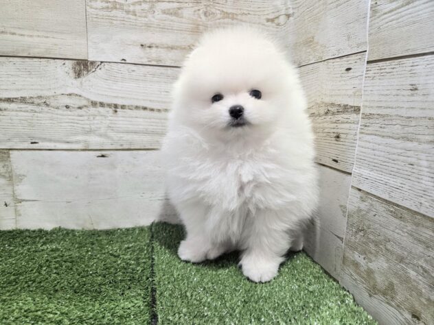 徳島県のポメラニアン (アミーゴ徳島沖浜店/2025年12月27日生まれ/男の子/ホワイト)の子犬の3枚目の画像
