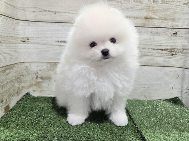 徳島県のポメラニアン (アミーゴ徳島沖浜店/2025年12月27日生まれ/男の子/ホワイト)の子犬の1枚目の画像
