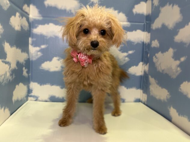 山形県のハーフ犬・ミックス犬 (アミーゴ山形北店/2025年4月27日生まれ/女の子/アプリコット)の子犬