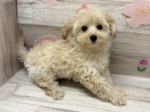 岩手県のハーフ犬・ミックス犬 (アミーゴ一関店/2025年12月15日生まれ/男の子/クリーム)の子犬