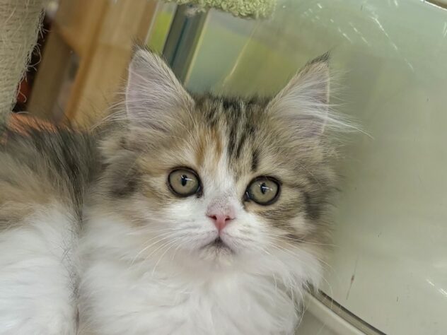 和歌山県のサイベリアン (アミーゴ和歌山太田店/2025年11月20日生まれ/女の子/キャリコ)の子猫の1枚目の画像