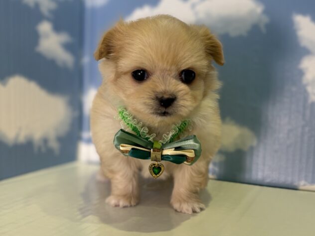 2026年12月23日生まれのハーフ犬・ミックス犬