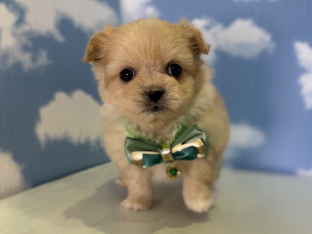 山形県のハーフ犬・ミックス犬 (アミーゴ山形北店/2026年12月23日生まれ/男の子/クリーム)の子犬の2枚目の画像