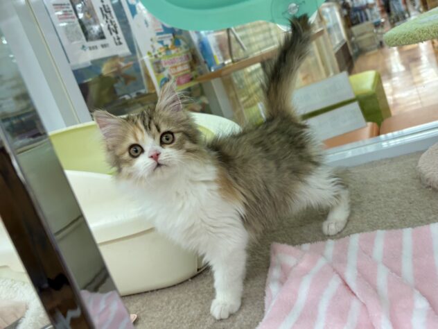 和歌山県のサイベリアン (アミーゴ和歌山太田店/2025年11月20日生まれ/女の子/キャリコ)の子猫の2枚目の画像