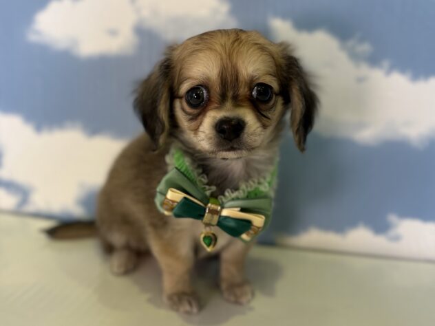 山形県のハーフ犬・ミックス犬 (アミーゴ山形北店/2025年12月24日生まれ/男の子/レッド)の子犬