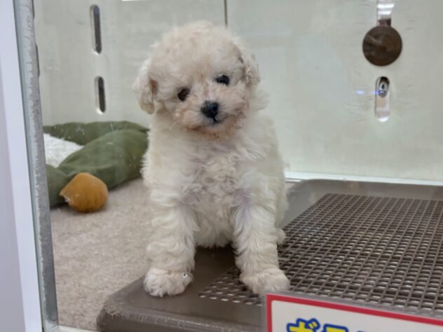 和歌山県のトイプードル(トイ) (アミーゴ和歌山太田店/2025年12月7日生まれ/女の子/ホワイト)の子犬の2枚目の画像