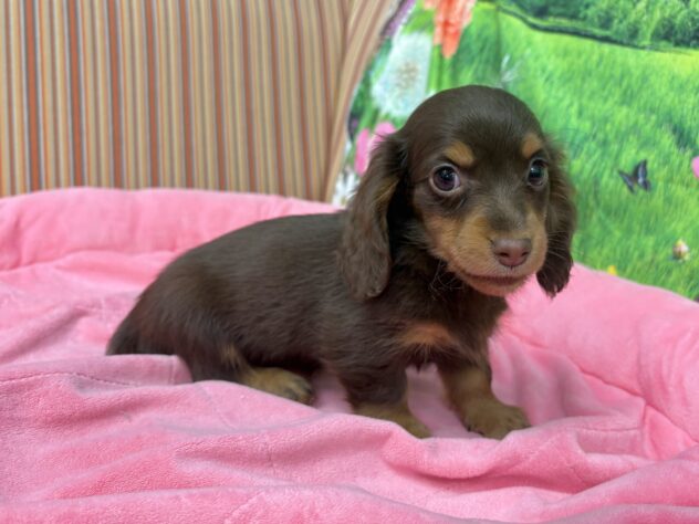 和歌山県のミニチュアダックスフンド(ロング) (アミーゴ和歌山太田店/2025年12月12日生まれ/女の子/チョコレートタン)の子犬の4枚目の画像