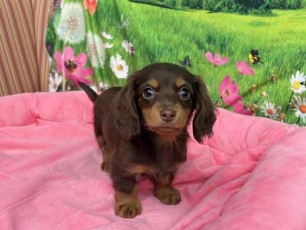 和歌山県のミニチュアダックスフンド(ロング) (アミーゴ和歌山太田店/2025年12月12日生まれ/女の子/チョコレートタン)の子犬の2枚目の画像