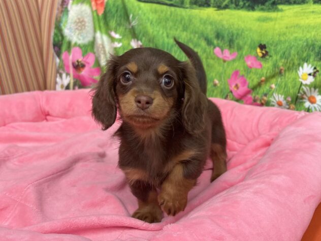 和歌山県のミニチュアダックスフンド(ロング) (アミーゴ和歌山太田店/2025年12月12日生まれ/女の子/チョコレートタン)の子犬の3枚目の画像