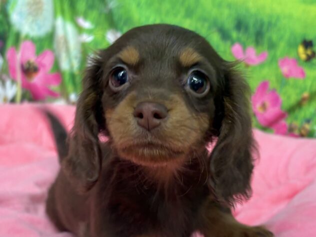 和歌山県のミニチュアダックスフンド(ロング) (アミーゴ和歌山太田店/2025年12月12日生まれ/女の子/チョコレートタン)の子犬の1枚目の画像