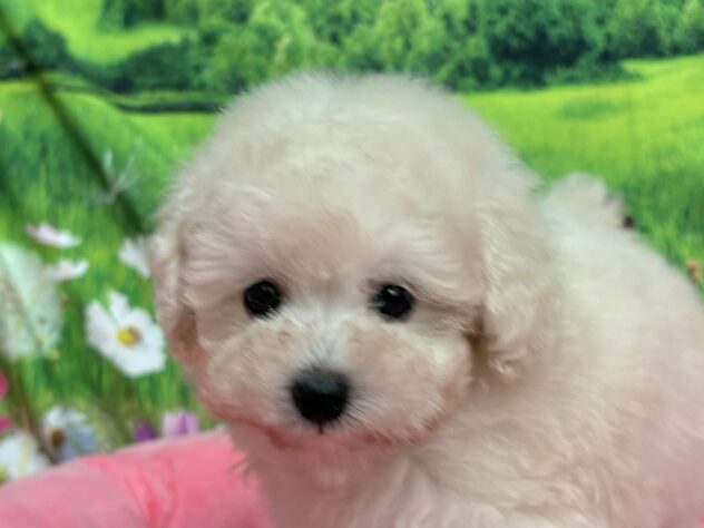 和歌山県のトイプードル(トイ) (アミーゴ和歌山太田店/2025年12月7日生まれ/女の子/ホワイト)の子犬の1枚目の画像