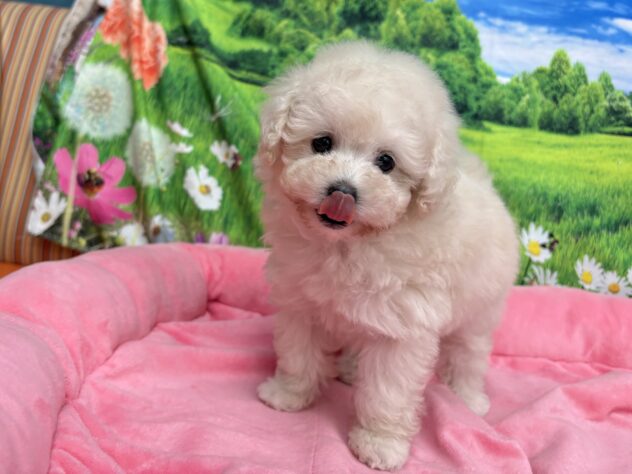 和歌山県のトイプードル(トイ) (アミーゴ和歌山太田店/2025年12月7日生まれ/女の子/ホワイト)の子犬の4枚目の画像