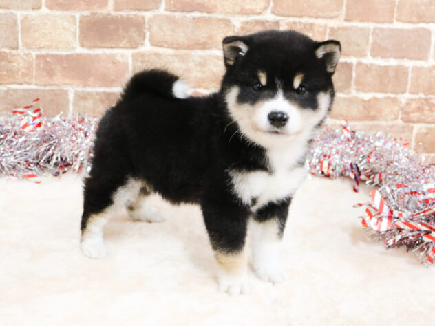 2025年12月1日生まれの豆柴