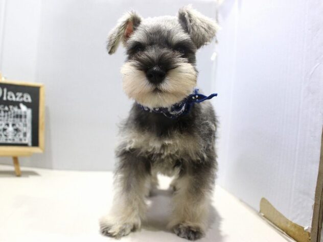 兵庫県のミニチュアシュナウザー (ペット・プラザ アミーゴ神戸灘店/2025年10月18日生まれ/男の子/ソルトペッパー)の子犬の2枚目の画像