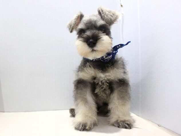 兵庫県のミニチュアシュナウザー (ペット・プラザ アミーゴ神戸灘店/2025年10月18日生まれ/男の子/ソルトペッパー)の子犬の3枚目の画像