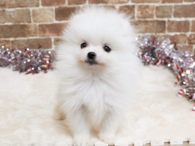 広島県のポメラニアン (アミーゴ西条店/2025年12月2日生まれ/男の子/ホワイト)の子犬の2枚目の画像