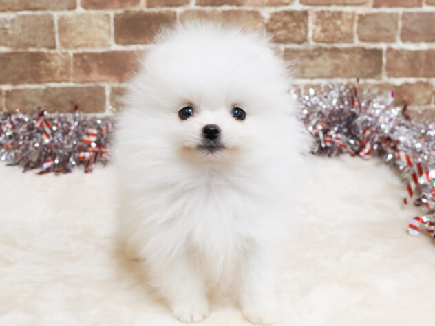 広島県のポメラニアン (アミーゴ西条店/2025年12月2日生まれ/男の子/ホワイト)の子犬の1枚目の画像