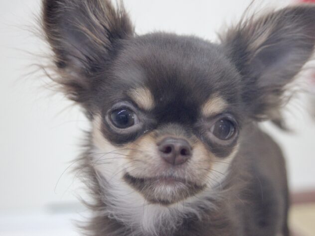 愛媛県のチワワ(ロング) (アミーゴ新居浜店/2025年9月8日生まれ/女の子/チョコレートタンホワイト)の子犬の1枚目の画像